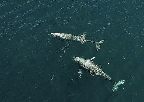 Gray whalesthe Coast of Califrnia